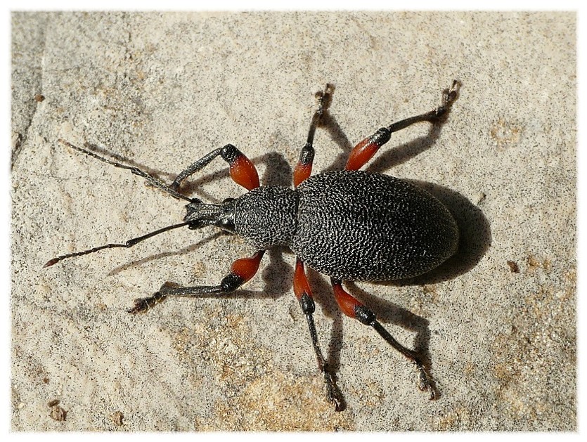 Insetti dalla Croazia:16.Otiorhynchus cardiniger (Curcul.)